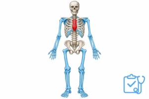 Axial skeleton highlight