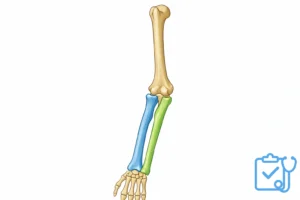 Forearm bones