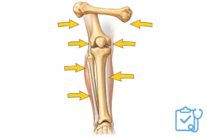 Lower leg bones